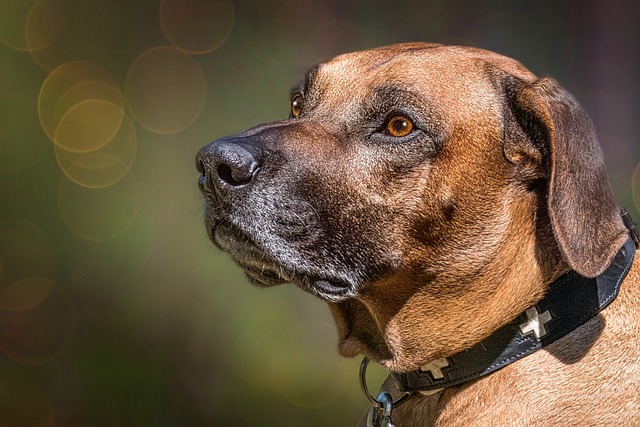 Rhodesian Ridgeback Puppies Brisbane