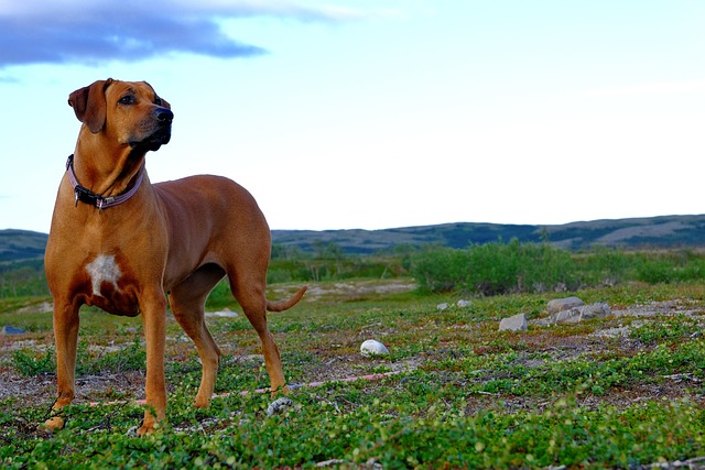 Rhodesian Ridgeback Puppies Canberra