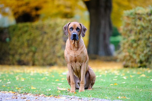 Rhodesian Ridgeback Puppies Melbourne