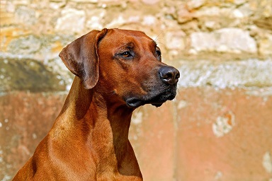 Rhodesian Ridgeback Puppies NSW