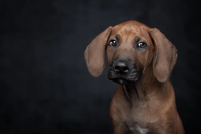 Rhodesian Ridgeback Puppies Queensland