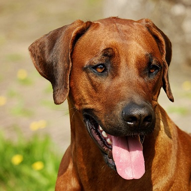 Rhodesian Ridgeback Puppies South Australia