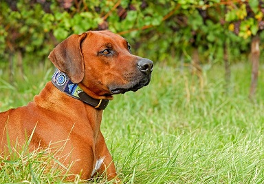 Rhodesian Ridgeback Puppies Sunshine Coast