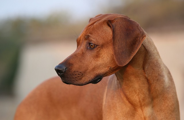 Rhodesian Ridgeback Puppies Sydney