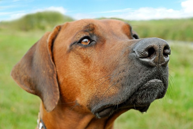 Rhodesian Ridgeback Puppies Tasmania