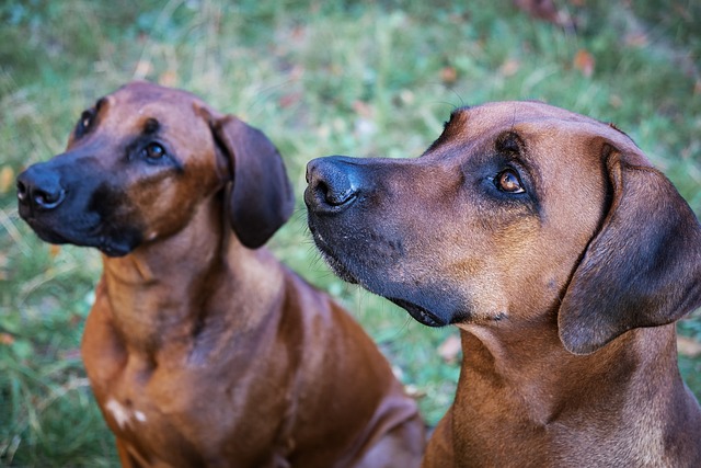 Rhodesian Ridgeback Puppies Victoria