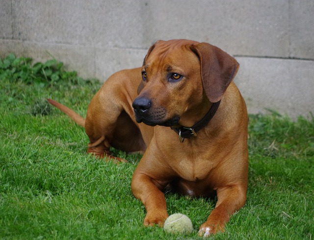 Rhodesian Ridgeback Puppies Western Australia