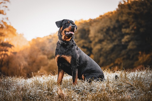 Rottweiler Puppies Brisbane