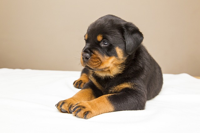 Rottweiler Puppies Canberra