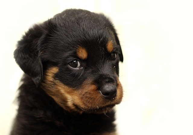 Rottweiler Puppies Melbourne