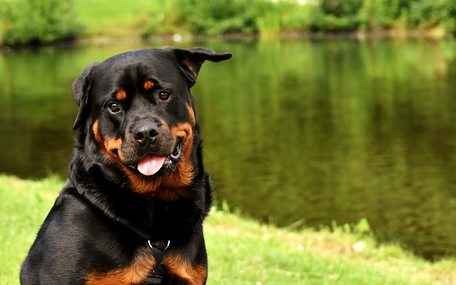 Rottweiler Puppies NSW