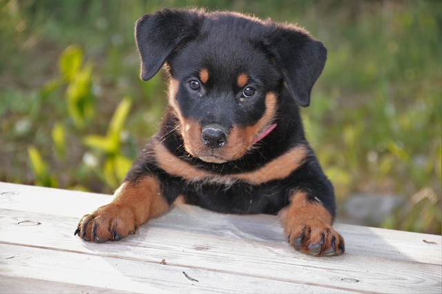 Rottweiler Puppies Queensland