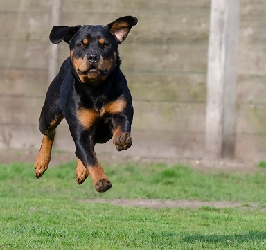 Rottweiler Puppies South Australia