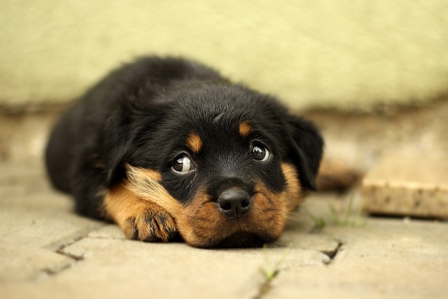 Rottweiler Puppies Sunshine Coast