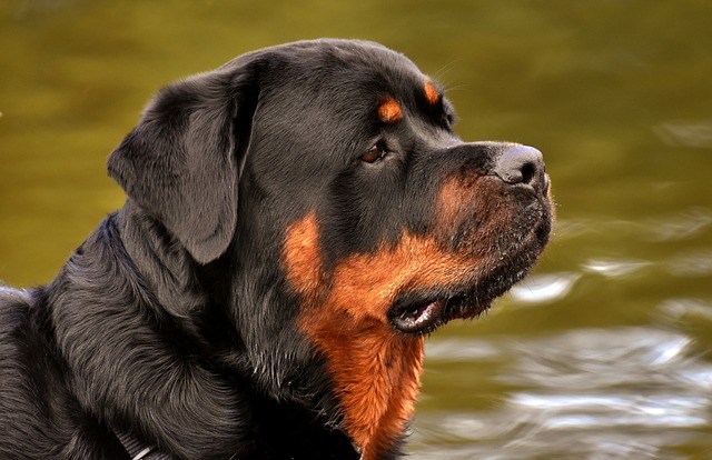 Rottweiler Puppies Sydney