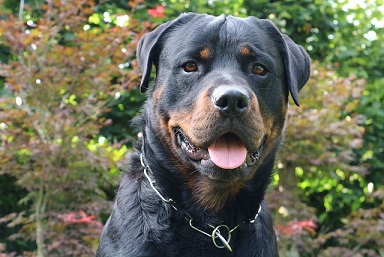 Rottweiler Puppies Tasmania