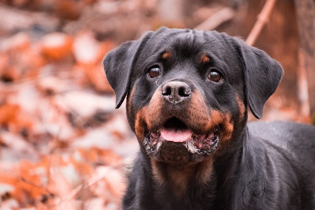 Rottweiler Puppies Victoria