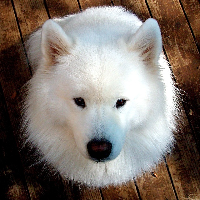 Samoyed Puppies Brisbane