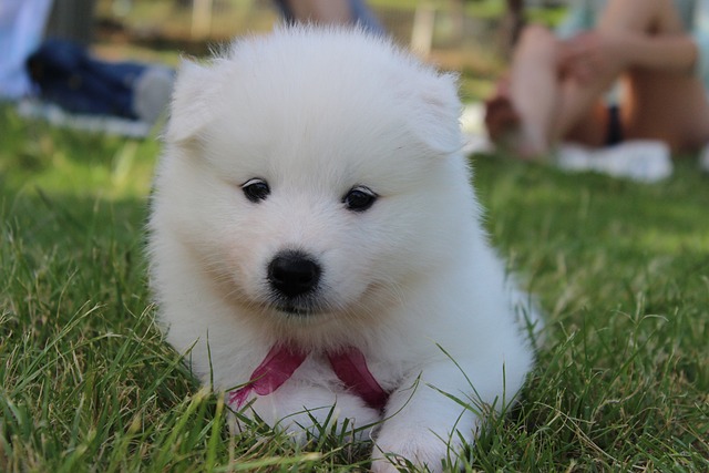 Samoyed Puppies Melbourne