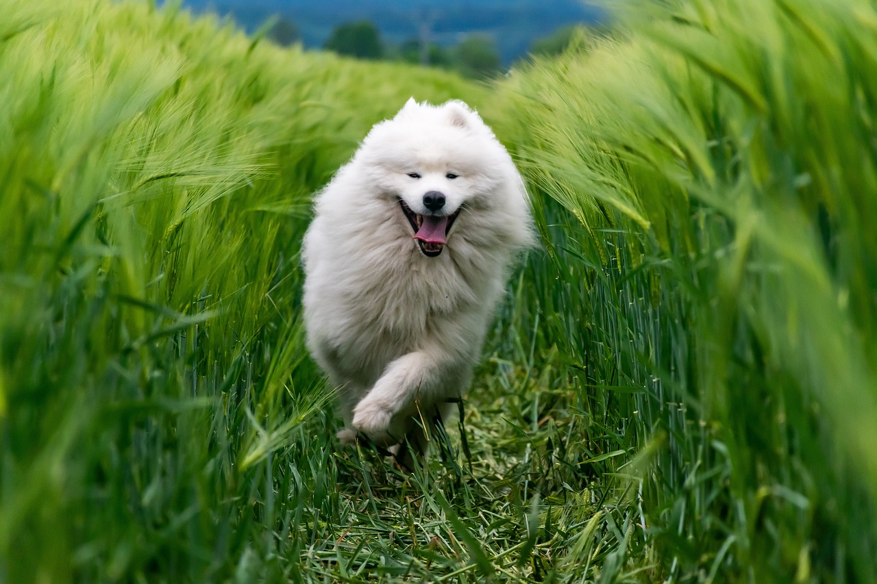 Samoyed Puppies NSW