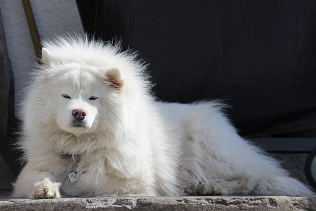 Samoyed Puppies Queensland