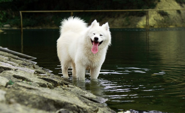 Samoyed Puppies Sunshine Coast