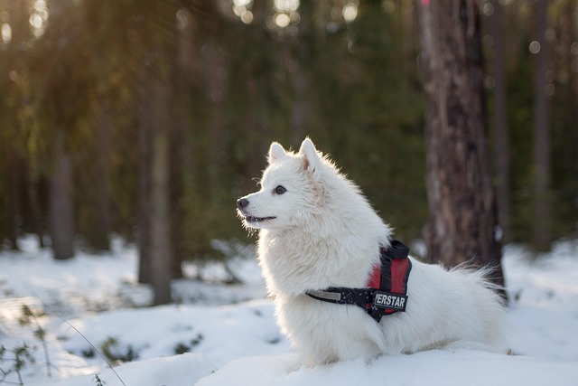 Samoyed Puppies Sydney