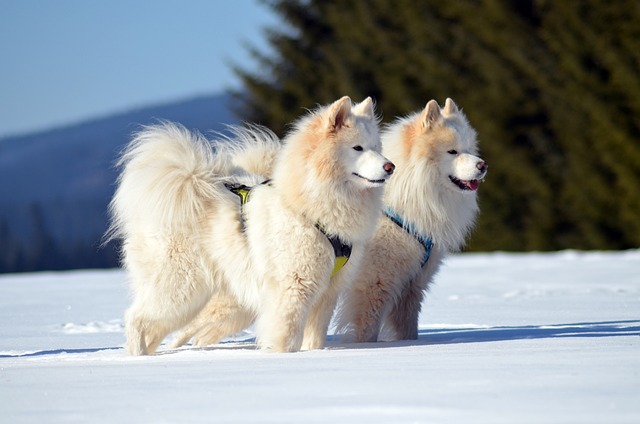 Samoyed Puppies Western Australia