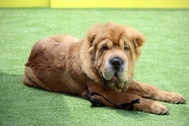 Shar Pei Puppies Brisbane