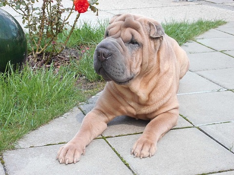 Shar Pei Puppies Canberra