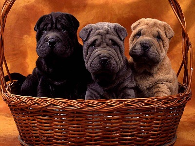 Shar Pei Puppies Melbourne