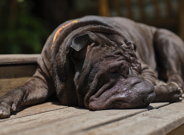 Shar Pei Puppies NSW