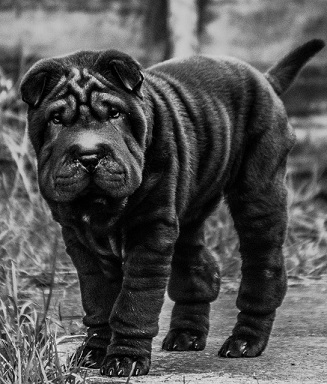 Shar Pei Puppies Queensland