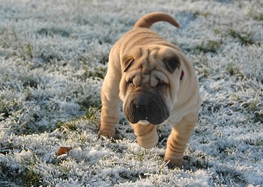 Shar Pei Puppies South Australia