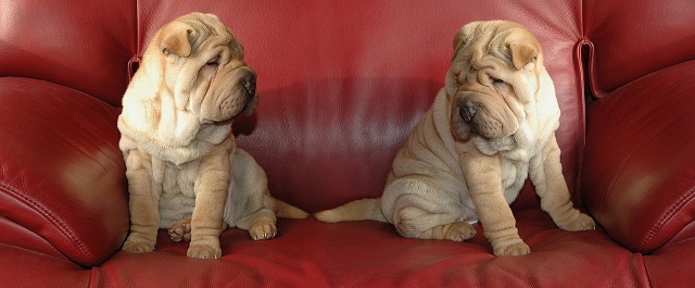 Shar Pei Puppies Sydney