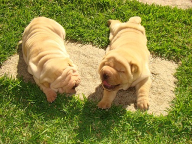 Shar Pei Puppies Western Australia