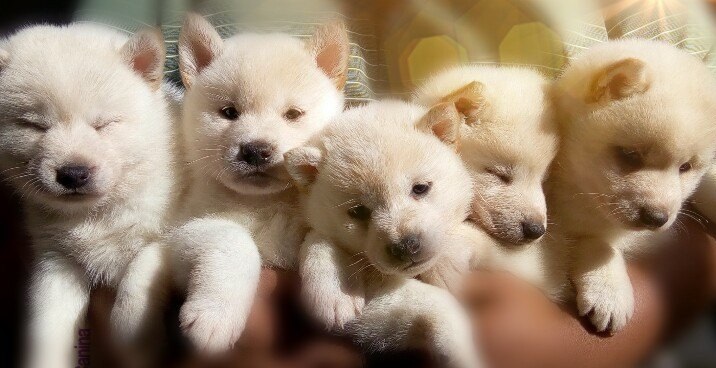 Shiba Inu Puppies Melbourne