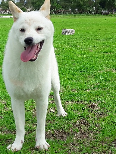 Shiba Inu Puppies Queensland