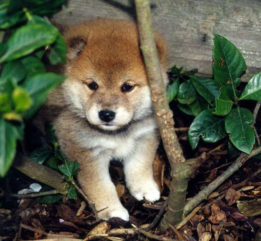 Shiba Inu Puppies South Australia