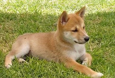 Shiba Inu Puppies Sunshine Coast