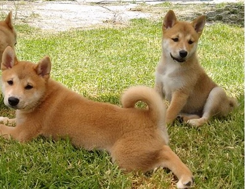 Shiba Inu Puppies Victoria