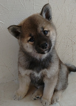 Shiba Inu Puppies Western Australia