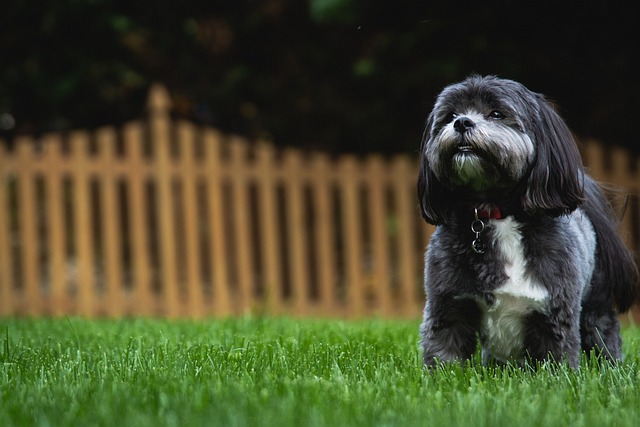 Shih Tzu Puppies Brisbane