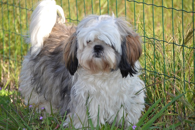 Shih Tzu Puppies Canberra