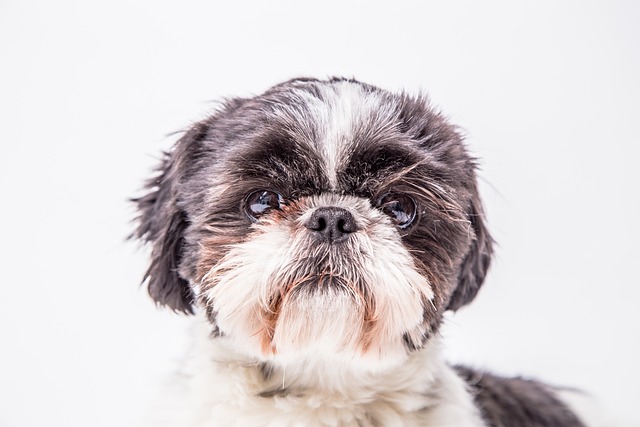 Shih Tzu Puppies Melbourne