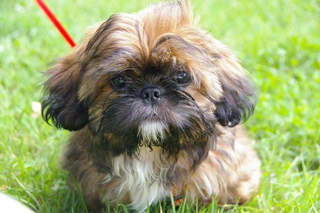 Shih Tzu Puppies Queensland