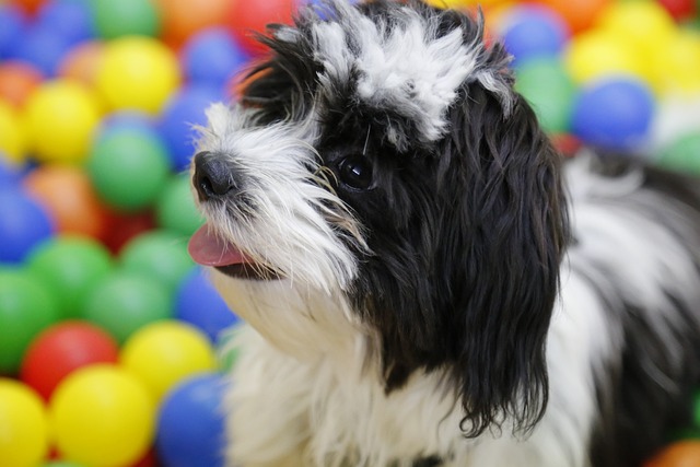 Shih Tzu Puppies South Australia