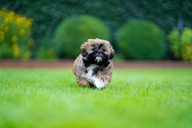 Shih Tzu Puppies Sydney