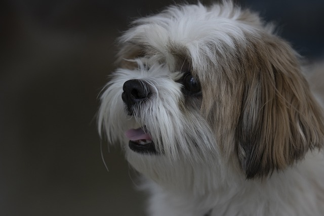 Shih Tzu Puppies Tasmania