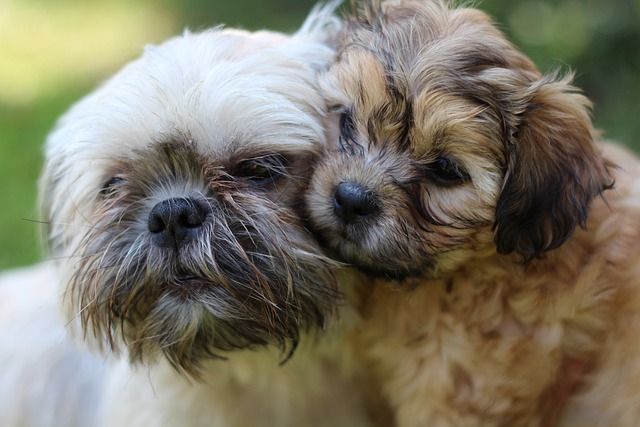 Shih Tzu Puppies Western Australia